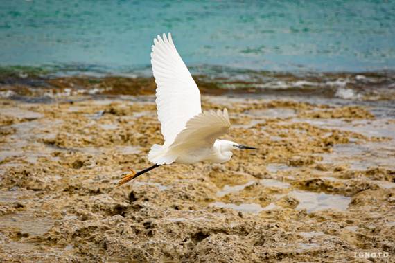 Ignoto en Hamelin: Fauna  (Santa Margalida), Egretta garzetta (Linnaeus, 1766)