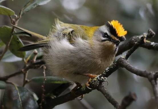 reyesbaciero en Hamelin: Fauna  (Burgos), Regulus ignicapilla (Temminck, 1820), #Aves21