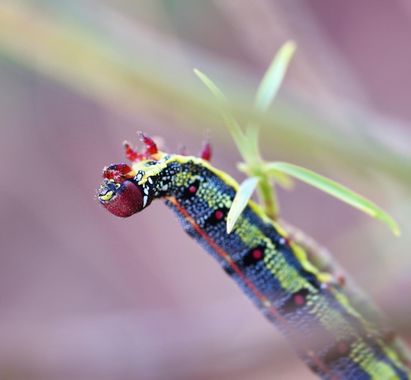 molaye02 en Hamelin: Fauna  (Las Palmas de Gran Canaria), 📸🐛🌱💙