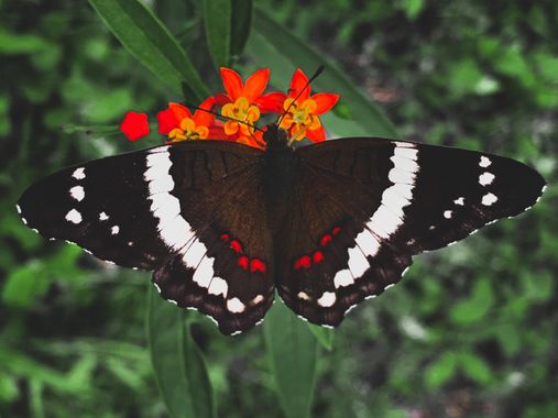 AristydesCrúz502 en Hamelin: Flora  (Melchor de Mencos), Anartia fatima Fabricius, 1793, Estoy de regreso, después de mucho tiempo!

#guatemala #buterfly #...