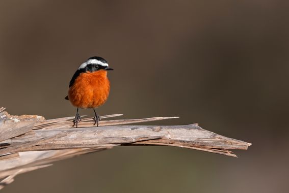 Ignicapillus en Hamelin: Fauna  (Ihchach), Phoenicurus moussieri (Olphe-Galliard, 1852), Colirrojo diademado

En la amplia región bioclimática que es el Pa...