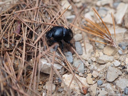 Elisabeth.18393 en Hamelin: Fauna  (Alghero), #cerdeña #sardegna #escarabajo 