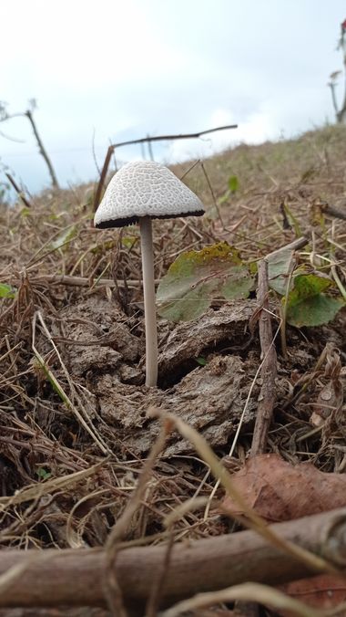 Yerika.hoyos en Hamelin: Observación, #hongos 