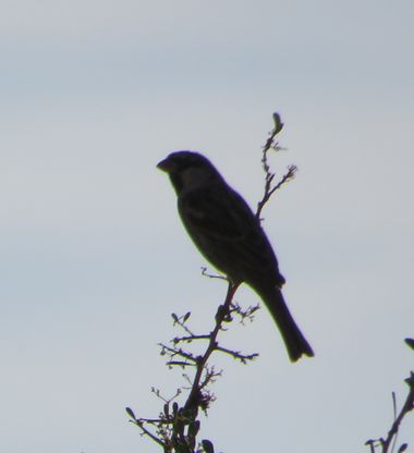 Solerantonio2 en Hamelin: Fauna  (Almería), Passer domesticus (Linnaeus, 1758), Ave