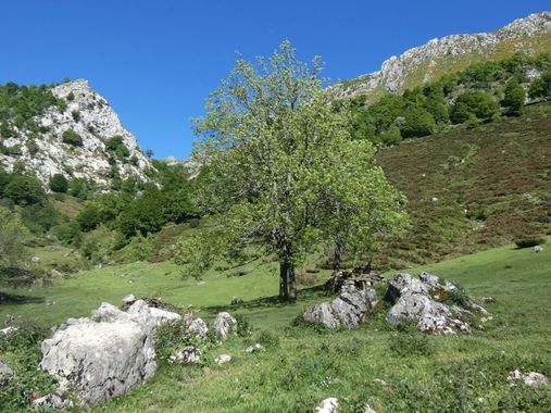 mariale en Hamelin: Paisaje  (Caso), 📸 #marialemdza
💚 🌿🌸🌿💚
#CumpleHamelin
#Naturaleza #BellezaNatural #paisaje 
#Asturias  #Montaña #forest #bosque #...