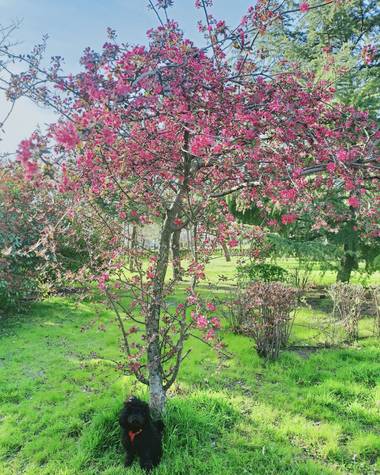 Lasonymegamas en Hamelin: Flora  (Madrid), Árbol en flor