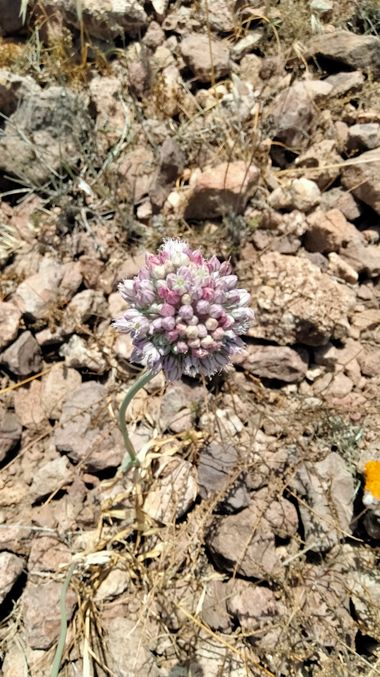 Solerantonio2 en Hamelin: Flora  (Cabo de Gata), Planta