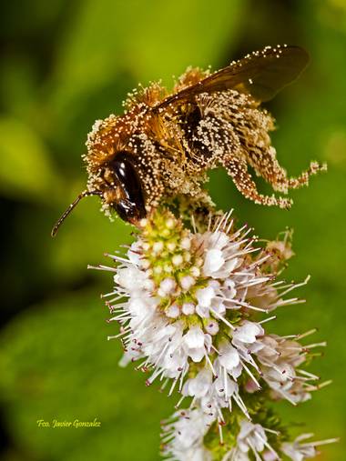 Fco. Javier González en Hamelin: Fauna  (Vigo), #fauna #naturaleza #macro #insectos #galicia 