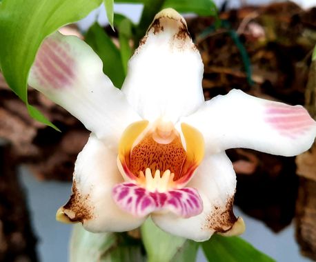Naomi en Hamelin: Flora  (Estepona), #flores#orquídea#CumpleHamelin