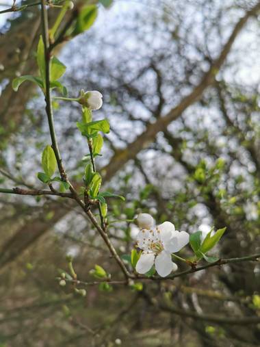 Irantzu_M en Hamelin: Flora  (Vitoria)