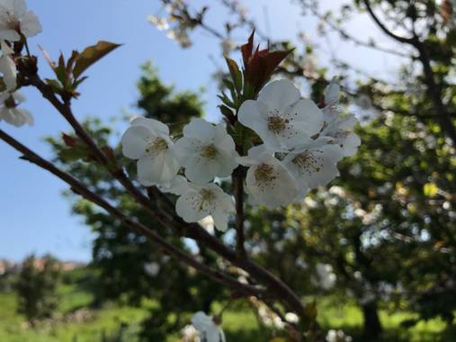 Charcu39 en Hamelin: Flora  (Poio), Prunus avium, #primaveracampelo