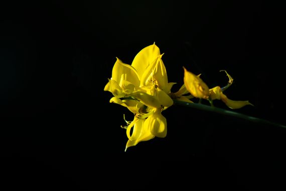 Javi Estrade en Hamelin: Flora  (Paracuellos de Jarama), #primavera #primavera2022 #amarillo #flor #flora #flores # #flower #plants