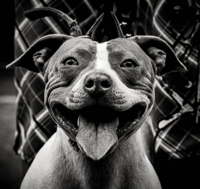 José Viana en Hamelin: Fauna  (Caracas), #pitbull #blanconegro #petlover #dogoftheday #dog #perro #sonrisa