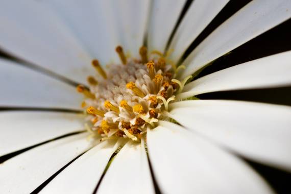 ralphlagarillo en Hamelin: Flora  (Málaga), Margaritas 