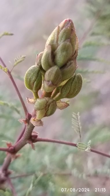@nicorhbg en Hamelin: Flora  (Carril del Puente Viejo)