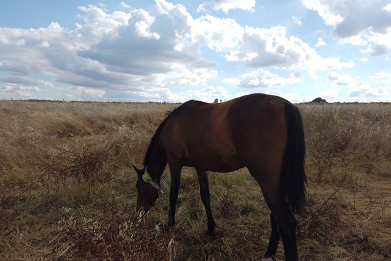 Info en Hamelin: Fauna, Disfrutando del campo de extremadura 