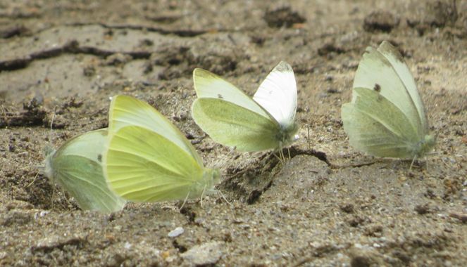 Solerantonio2 en Hamelin: Fauna  (Almería), Insecto