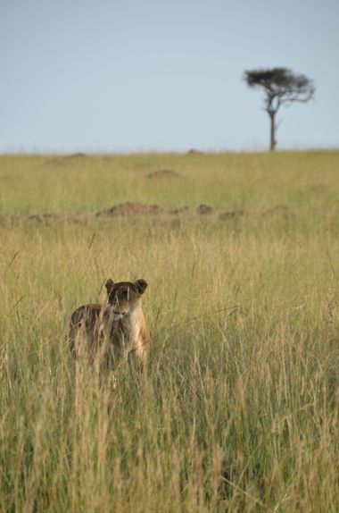 su en Hamelin: Fauna  (Narok), #fauna #leona #kenia #masaimara 