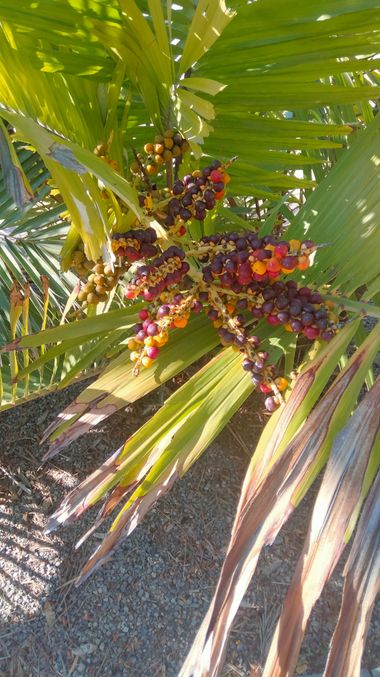 Solerantonio2 en Hamelin: Flora  (Avenida del Mediterráneo), Planta
