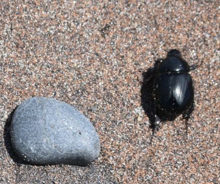Solerantonio2 en Hamelin: Fauna  (La Marina), Insecto