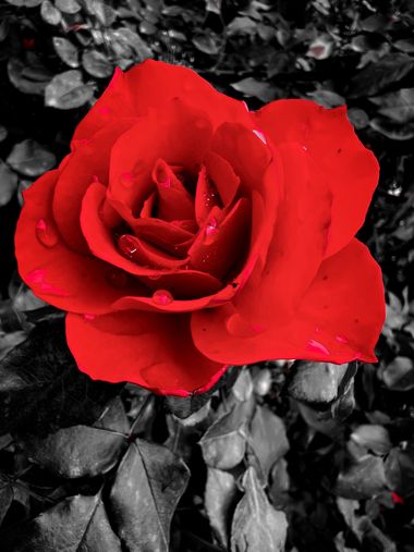 Eudimer20 en Hamelin: Flora, #rosa