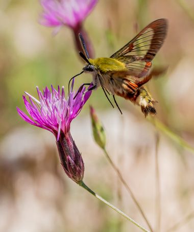 Juanfra.1791 en Hamelin: Fauna  (María), Hemaris fuciformis (Linnaeus, 1758), #cumplehamelin 