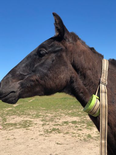 Info en Hamelin: Fauna, Corte de pelo primavera verano,  Casar de Cáceres 