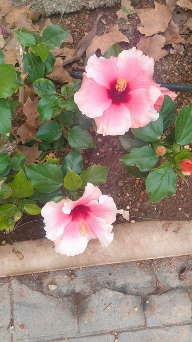 Solerantonio2 en Hamelin: Flora  (Calle Poeta Vicente Aleixandre), Planta