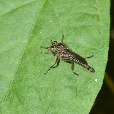 Solerantonio2 en Hamelin: Fauna  (Níjar), Insecto