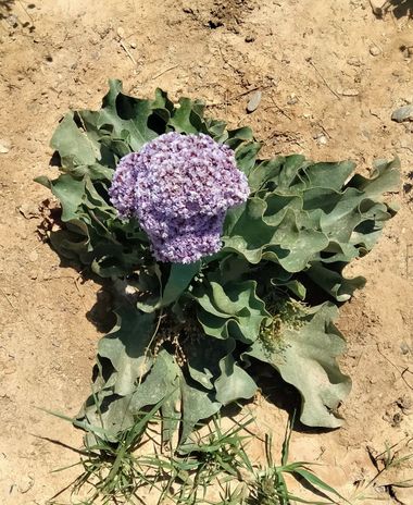 Solerantonio2 en Hamelin: Flora  (Avenida del Mediterráneo), Planta