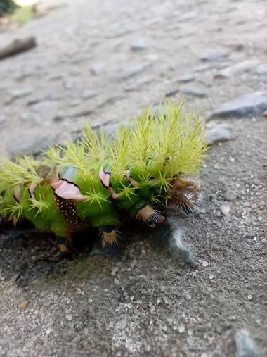 Aixa en Hamelin: Fauna, Oruga de Automeris naranja. Estas orugas provocan urticaria al contacto con sus pelos tipo espinas. Son fáciles de tener en cautiv...