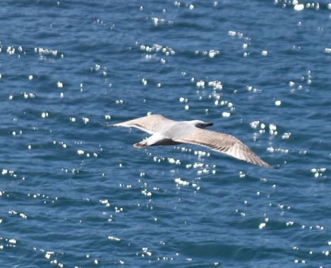 Solerantonio2 en Hamelin: Fauna  (Almería), Gaviota