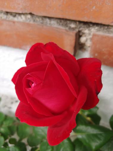 Raquelitacaceres1969 en Hamelin: Flora, Rosa chinensis, No necesita filtro la pureza de su hermoso color💞💞🌼
