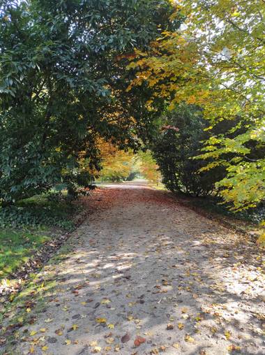 Natalyospina9921 en Hamelin: Paisaje  (Madrid), Cuando el otoño extiende su alfombra multicolor por los caminos, es imposible no maravillarse con los #parq...
