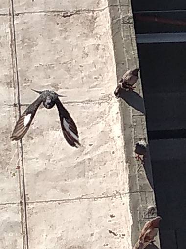 lacandelariaartesanias en Hamelin: Fauna 
