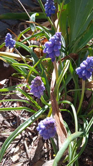 Flora y bicho en Hamelin: Flora  (Colmenar Viejo), Muscari neglectum, En Semana Santa...nazareno :) #flores #flor #flower #nazareno 