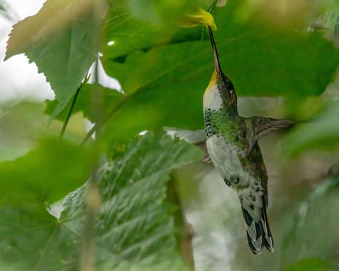 Marcos en Hamelin: Fauna  (Sierra de los Padres), Leucochloris albicollis (Vieillot, 1818), Colibrí Garganta blanca #sierradelospadres #colibri   #polen 