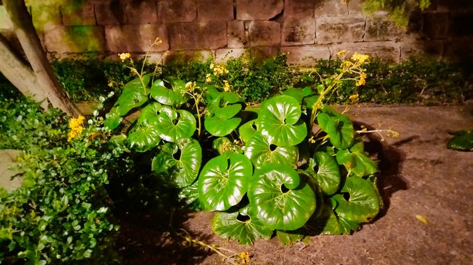 Solerantonio2 en Hamelin: Flora  (Almería), Farfugium japonicum, Planta