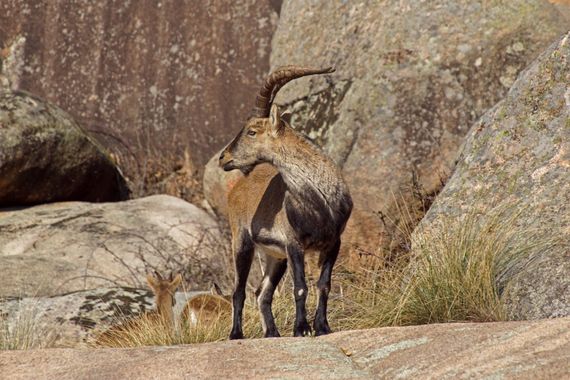 Davrod2 en Hamelin: Fauna  (Manzanares el Real), Cabra montés en el P.N. de la Sierra del Guadarrama
#Mamíferos