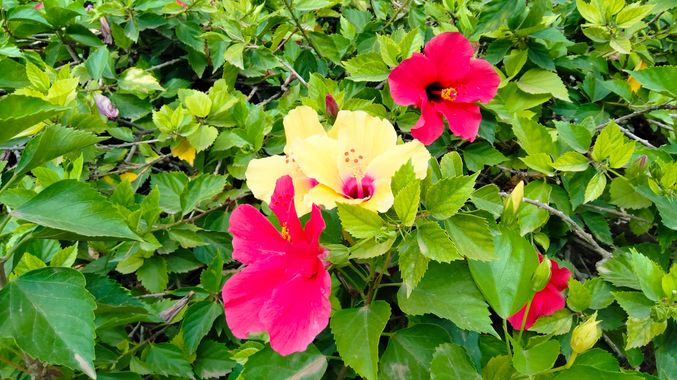 Solerantonio2 en Hamelin: Flora  (Almería), Hibiscus rosa-sinensis, Planta