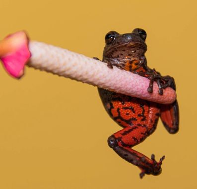 Fotografía ganadora de la semana