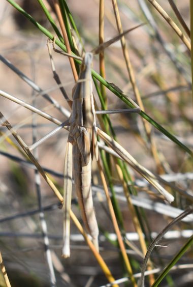 Solerantonio2 en Hamelin: Fauna  (Níjar), Insecto