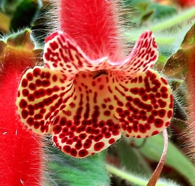 Naomi en Hamelin: Flora  (Estepona), Kohleria amabilis, #flores#CumpleHamelin