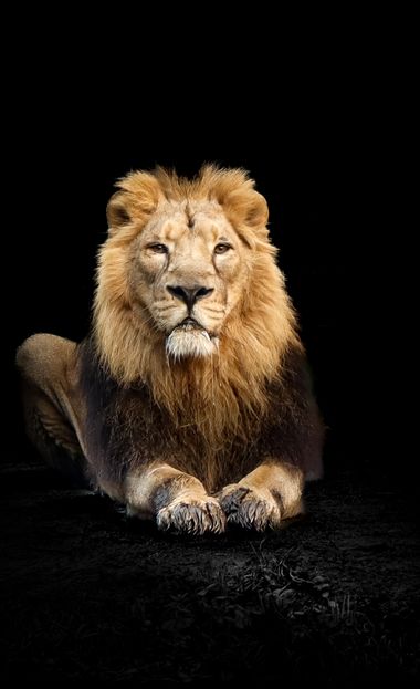 Eritz.cortazar en Hamelin: Fauna, Panthera leo persica (Meyer, 1826), león asiático 