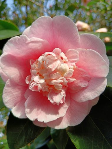 Susandresro en Hamelin: Flora  (Meis), Camellia japonica, Camelia
