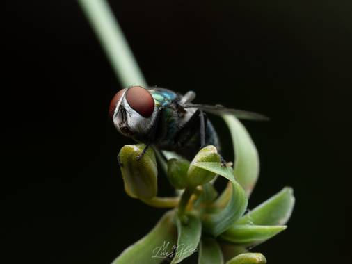 Luis Miguel González en Hamelin: Fauna  (Ciudad Real), #macro 