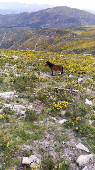 David en Hamelin: Fauna  (A Cañiza), #paisaje