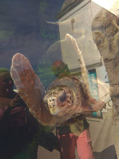 GreenPhoto en Hamelin: Fauna 