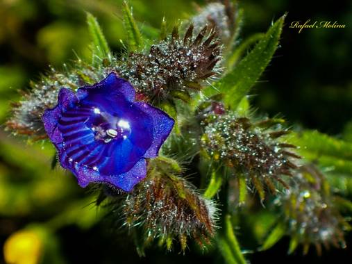 Rafael Molina  en Hamelin: Flora  (Málaga), #invierno20#flora#malaga#parque