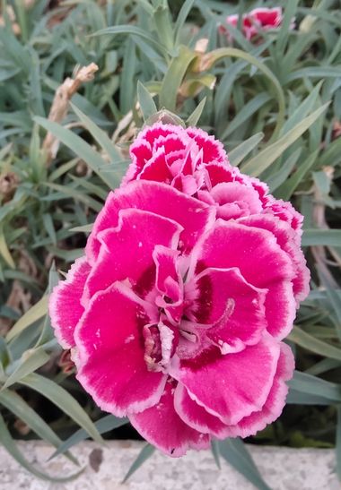 Solerantonio2 en Hamelin: Flora  (Almería), Dianthus caryophyllus, Planta